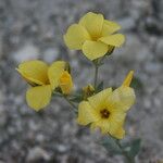 Linum flavum Flower