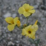 Linum flavum Kukka