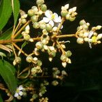 Miconia xalapensis Kvet