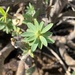 Euphorbia balsamifera Folio