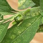 Solanum pseudocapsicum Frucht