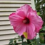 Hibiscus palustris Flower