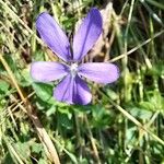 Viola cornuta Flower