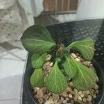 Euphorbia ritchiei Hàbitat