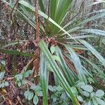 Pandanus purpurascensHoja