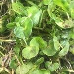 Ranunculus hederaceus Yaprak