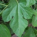 Morus alba Hoja
