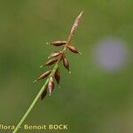 Carex pulicaris 果