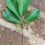 Vangueria madagascariensis Hoja