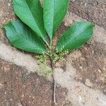 Vangueria madagascariensis Leaf