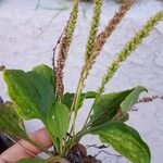 Plantago rugelii Folha