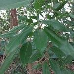 Ficus erecta Levél