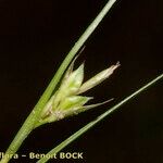 Carex distachya Fruit