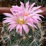 Mammillaria wrightii Flor