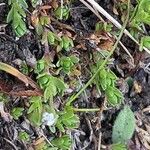 Arenaria ciliata 葉