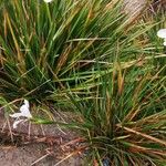 Dietes iridioides Blatt