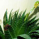 Aloe aristata برگ
