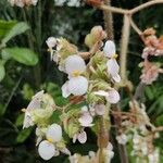 Begonia × phyllomaniaca Flower