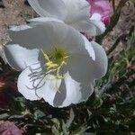 Eulobus californicus Flower