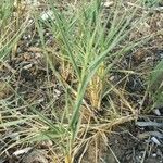Distichlis spicata 葉