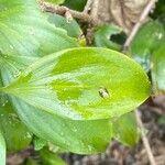 Ruscus hypoglossum Foglia