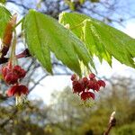 Acer circinatum Blomst