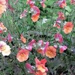 Nemesia strumosa Flower