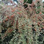 Cotoneaster franchetii Hábito