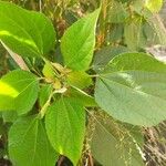 Hibiscus ovalifolius Листок