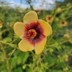 Abutilon hirtum Floro