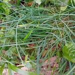 Allium schoenoprasum ഇല