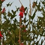 Erythrina humeana Flor