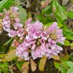 Cedronella canariensis Flor