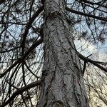 Pinus resinosa Kabuk