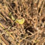 Vigna frutescens Sonstige
