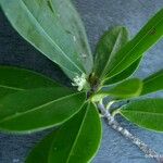 Erythroxylum novocaledonicum Habit