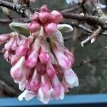 Viburnum × bodnantense Flor