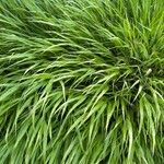 Hakonechloa macra Leaf