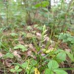 Hemipilia cucullata Kvet