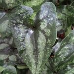 Asarum splendens Folha