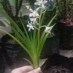 Calanthe triplicata Листок