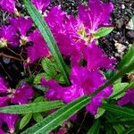 Rhododendron ferrugineum 花