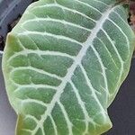 Euphorbia leuconeura Leaf