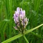 Astragalus danicus Blomst