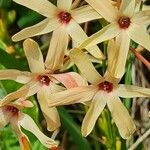 Ixia paniculata Flor