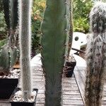 Cereus jamacaru Habitus