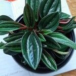 Peperomia caperataList