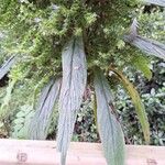 Echium strictum Листок