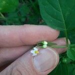 Solanum nigrumफूल