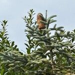 Abies procera Leaf